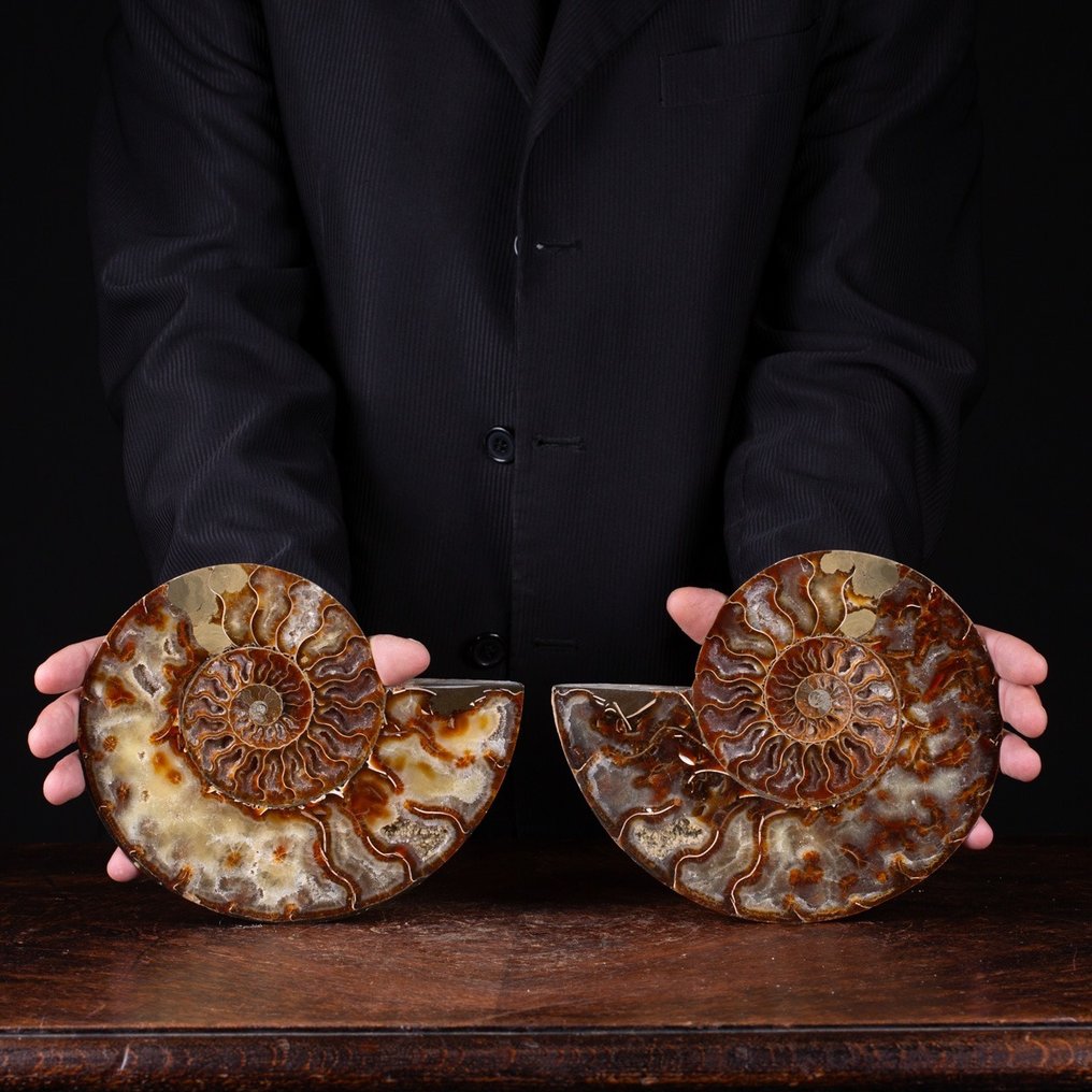 Τμηματοποιημένος αμμονίτης υψηλής ποιότητας - Ορατά κύτταρα. - Απολιθωμένο ζώο - Ammonite Cleoniceras - 210 mm - 180 mm #3.2