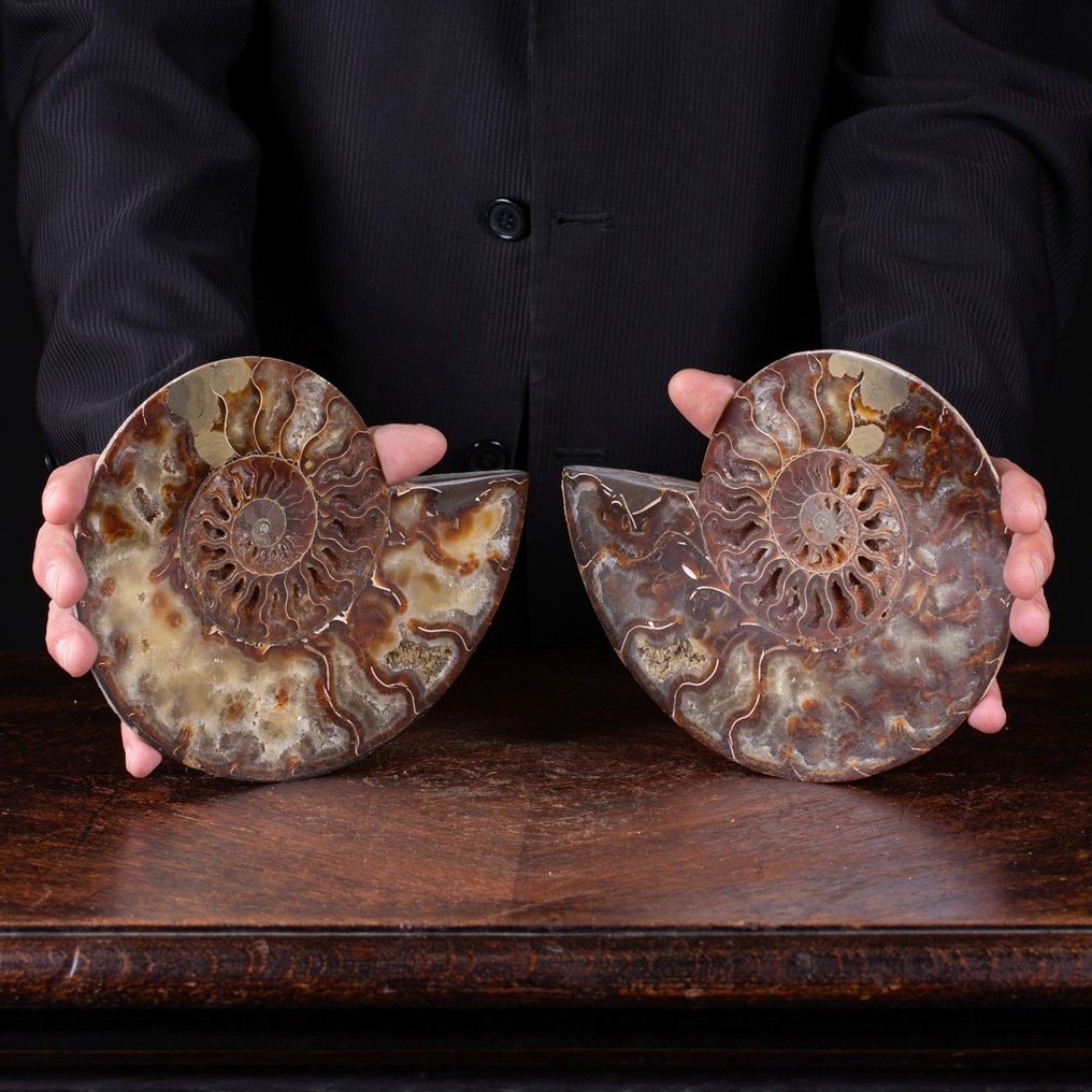 Τμηματοποιημένος αμμονίτης υψηλής ποιότητας - Ορατά κύτταρα. - Απολιθωμένο ζώο - Ammonite Cleoniceras - 210 mm - 180 mm #1.0