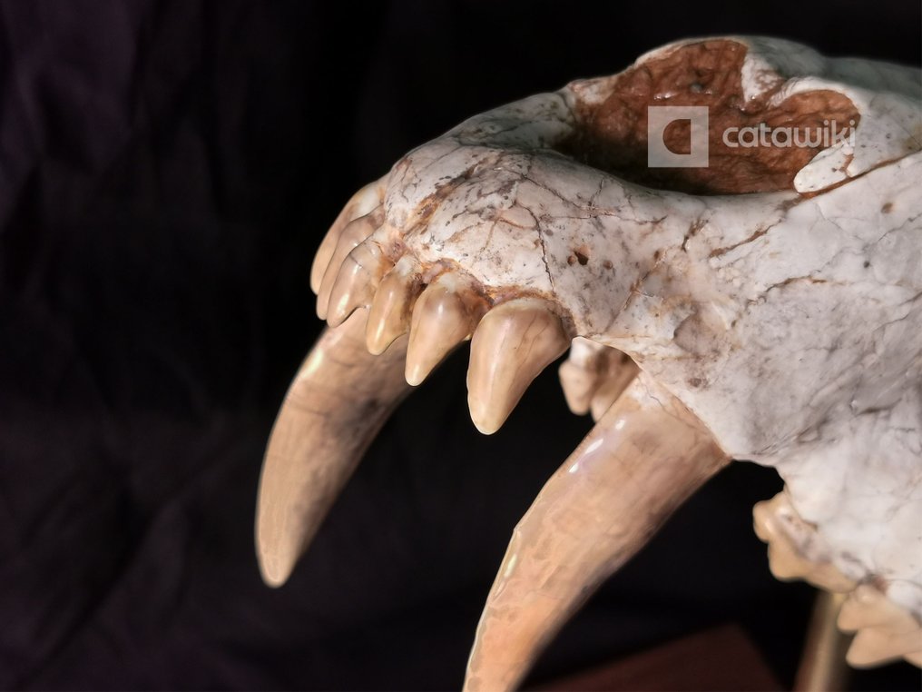 Fósil de hocico de gato con dientes de sable de color marrón raro - Cráneo fósil #2.2