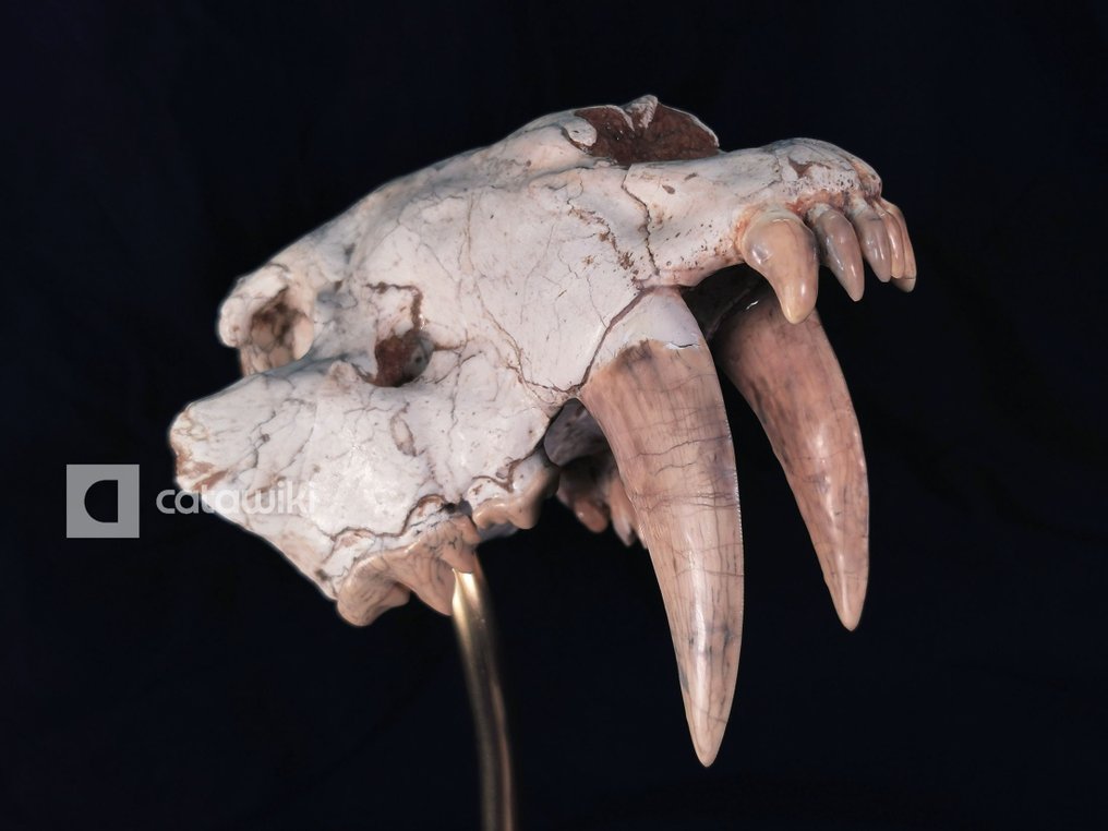 Fósil de hocico de gato con dientes de sable de color marrón raro - Cráneo fósil #1.1