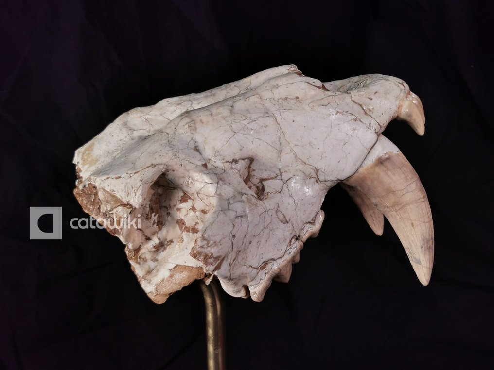 Fossile de museau de chat à dents de sabre de couleur marron rare - Crâne fossile #3.2