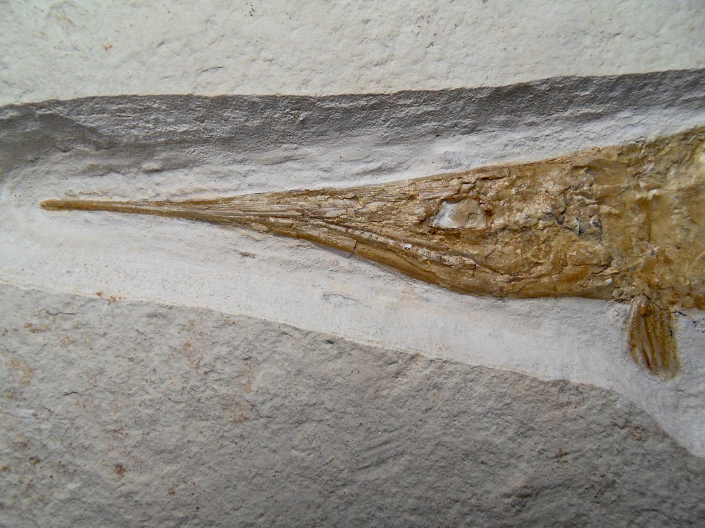 Schnabelfisch - Fossil-Matrix - Belonostomus, Solnhofener Plattenkalk, Oberer Jura - 22 cm - 45 cm #3.2