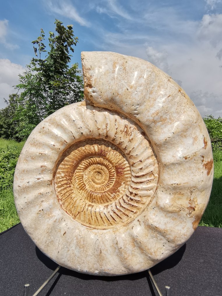 Ammoniitti - Fossiilinen selkäkilpi - Kranaosphinctes sp. - 37 cm - 32 cm #2.2