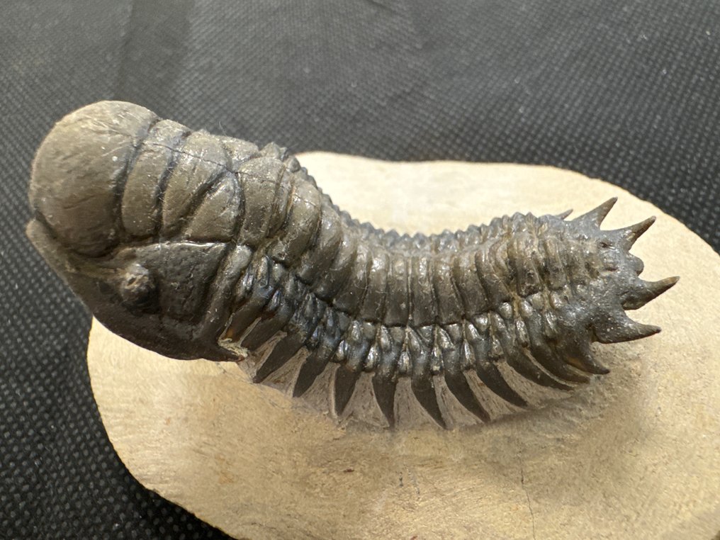 Trilobite - Animal fossilisé - Crotalocephalina gibbus #1.1