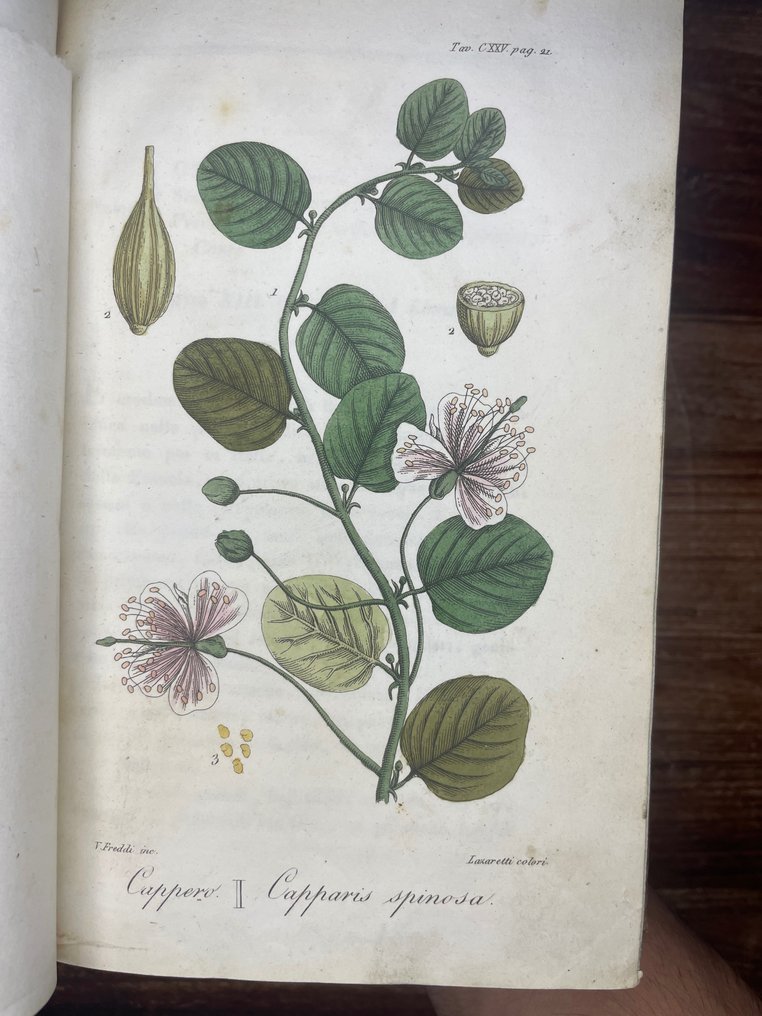 A. Alberti - Flora medica - 1817 #1.1