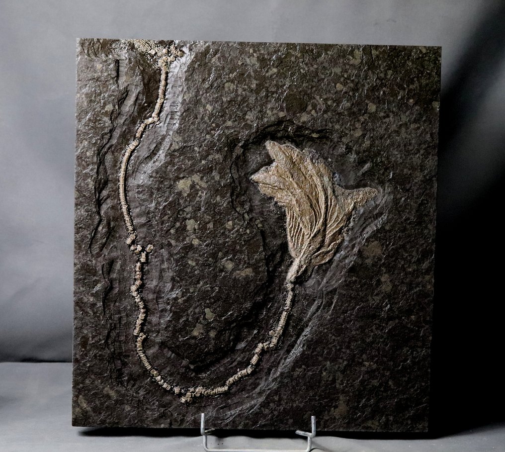 Hermoso crinoideo con tallo largo. - Animal fosilizado - Seirocrinus subangularis - 46.5 cm - 43.5 cm #2.1