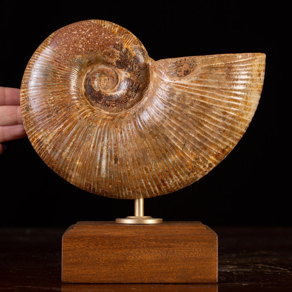 Vakker ammonittfossil Lytoceras Fossil skjell - Museo Grade - Høyde: 215 mm - Bredde: 210 mm- 2600 g #1.0