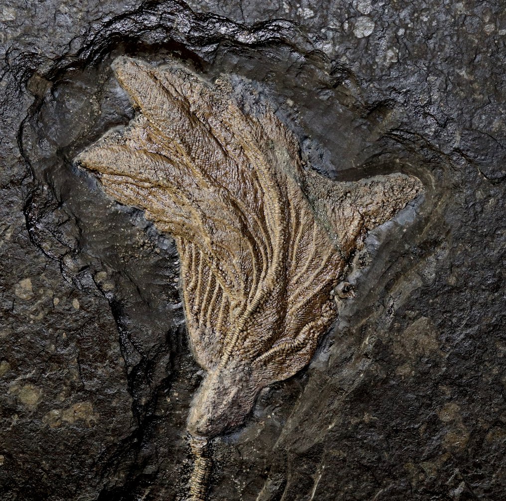 Hermoso crinoideo con tallo largo. - Animal fosilizado - Seirocrinus subangularis - 46.5 cm - 43.5 cm #3.2