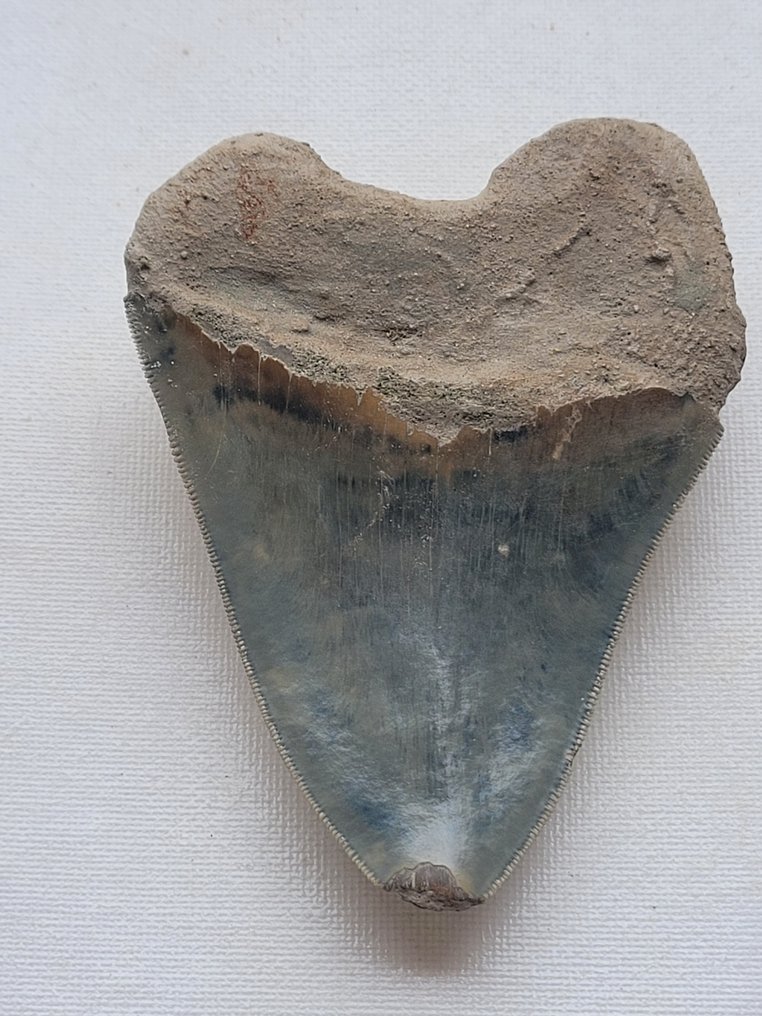 Megalodon - Fossiler Zahn #1.2