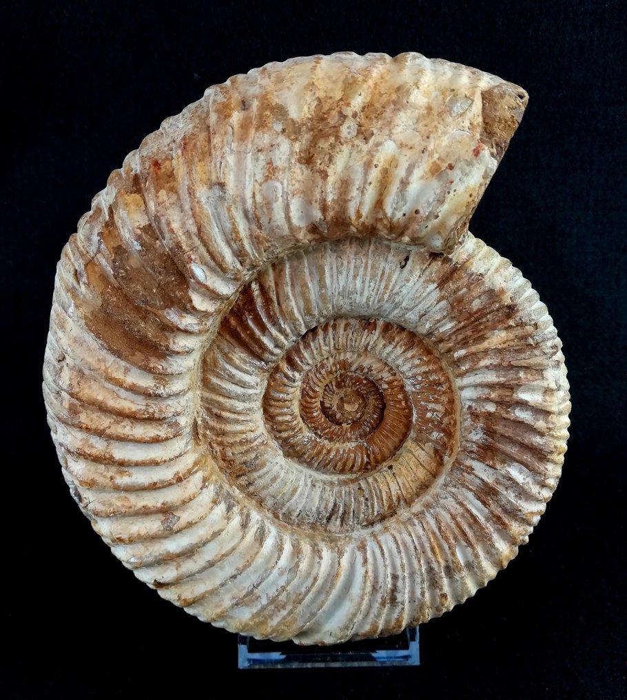 Ammonite - Fosszilizálódott állat - Dichotomosphinctes  antecedens (Salfeld, 1914) - 18.8 cm - 16.5 cm #1.2