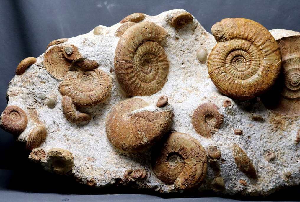 Très belle et énorme dalle d'ammonites multiples - Matrice de plaque fossilisée - Phylloceras + Hecticoceras + Choffatia + Brachiopods - 60 cm - 35 cm #3.1