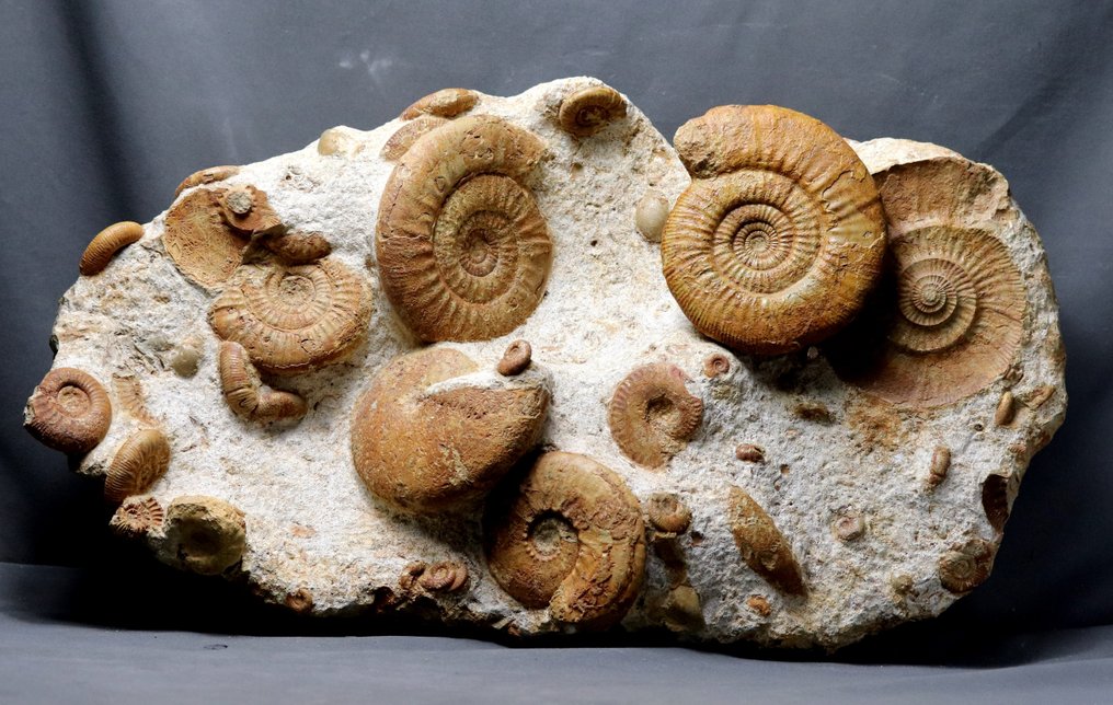 Très belle et énorme dalle d'ammonites multiples - Matrice de plaque fossilisée - Phylloceras + Hecticoceras + Choffatia + Brachiopods - 60 cm - 35 cm #2.1