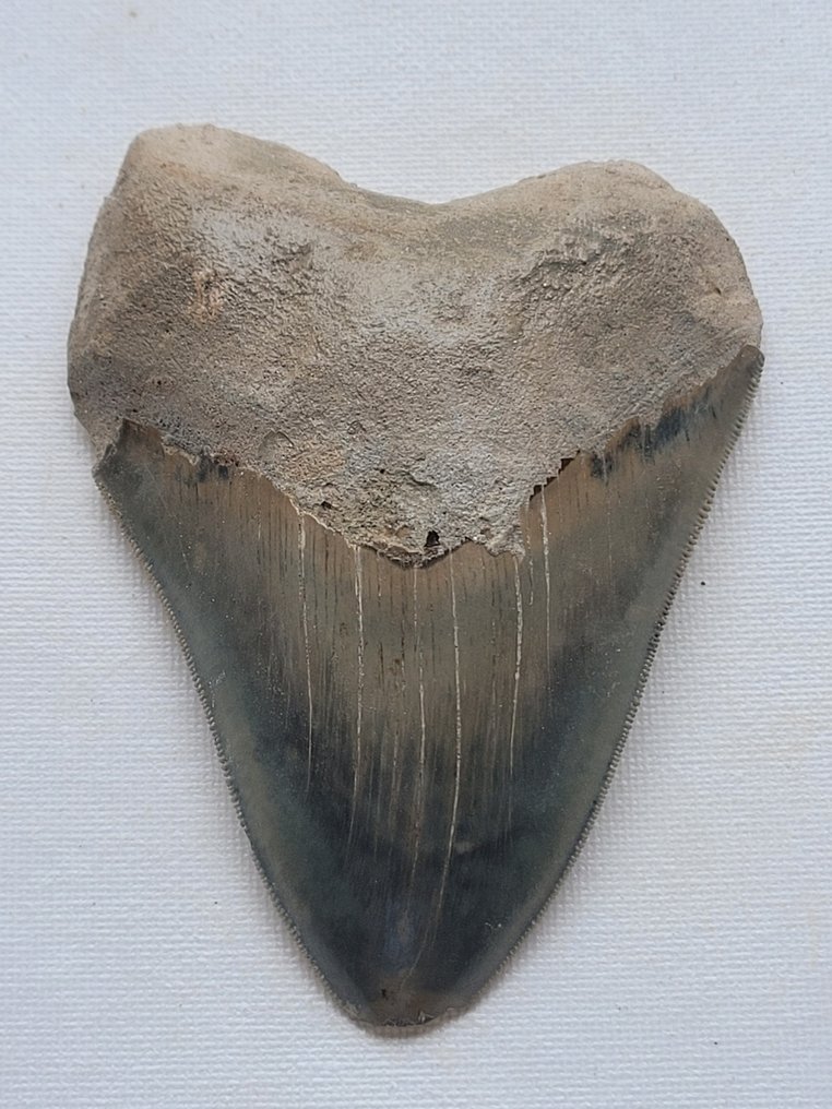 巨牙鯊 - 牙齒化石 #2.1