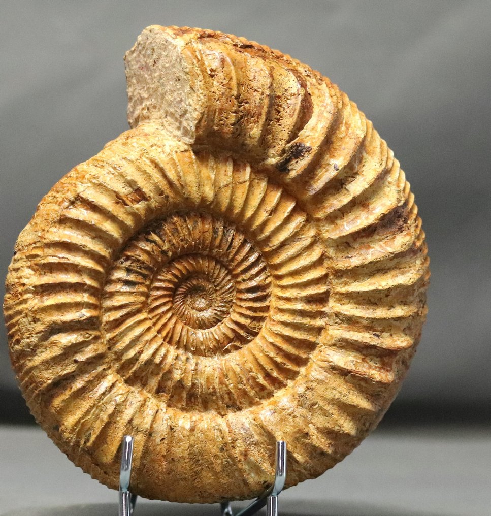 Finom ammonit, szép tartósítással - Nem polírozott - Elegáns acél állványon - Fosszilizálódott állat - Kranaosphinctes (Pachyplanulites) subevolutus - 15 cm #2.1