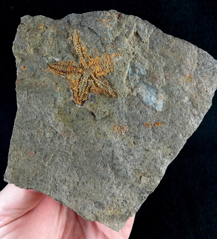 Spektakulär sjöstjärna - Fossiliserat djur - Siluraster perfectus (Jaekel, 1903) - 10.5 cm - 10.5 cm #1.2