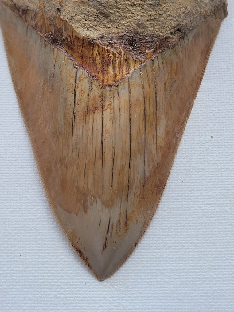 Megalodon - Skamieniały ząb - 11.9 cm - 8 cm #1.2