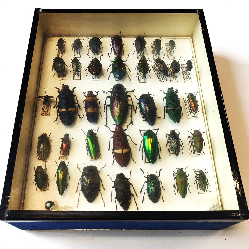 Polybrothis / Steraspis / Buprestidae Taxidermie-Ganzkörpermontage - Box with 36 specimens - 6.5 cm - 20 cm - 24 cm - 36 #1.1
