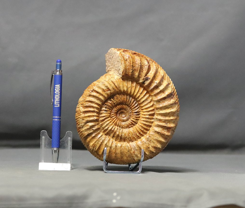Ammonite fine de belle conservation - Non polie - Sur élégant support en acier - Animal fossilisé - Kranaosphinctes (Pachyplanulites) subevolutus - 15 cm #1.1
