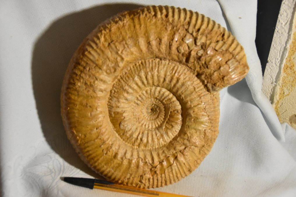 Ammonite - Animale fossilizzato - grande Stéphanoceras umbilicum bajocien de Caen - 220 mm - 220 mm #1.1