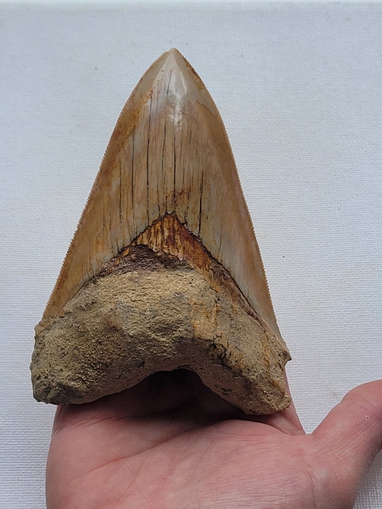 Megalodon - Dente fóssil - 11.9 cm - 8 cm #1.1