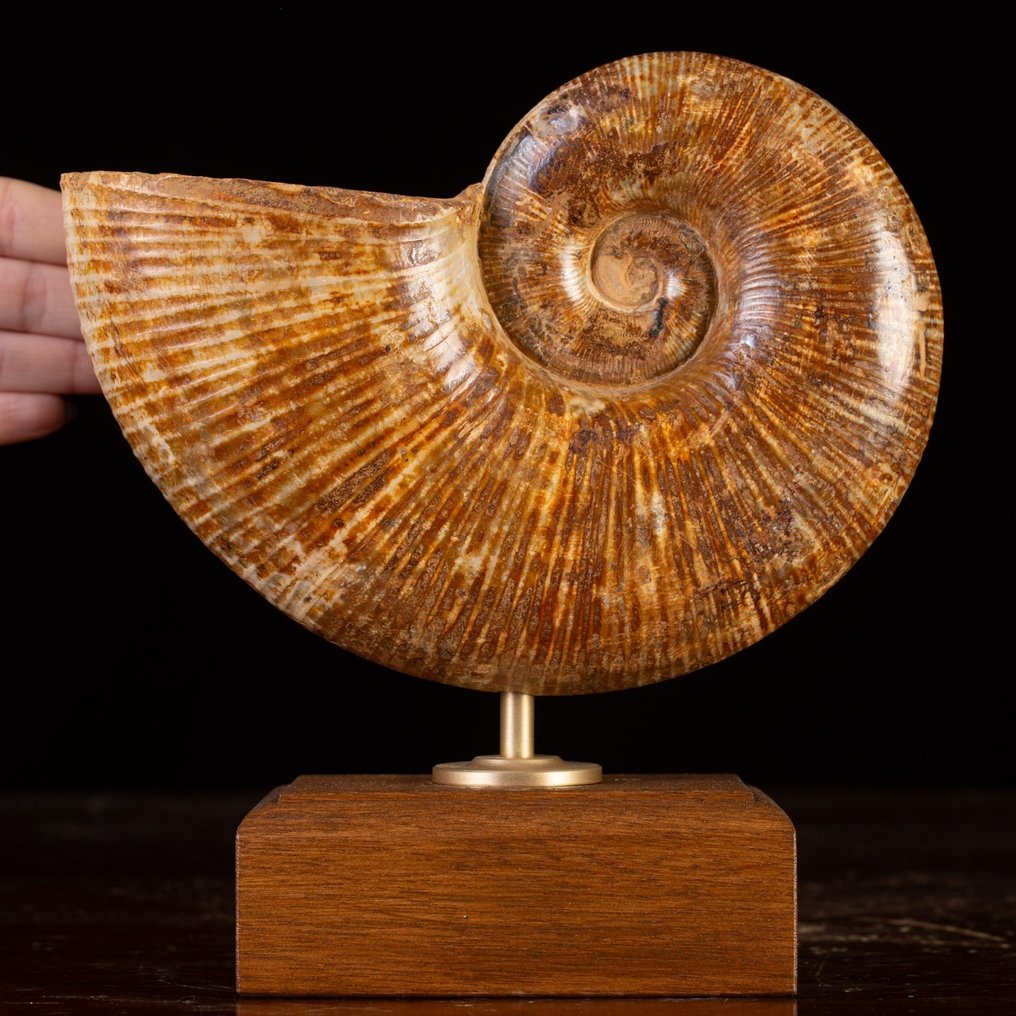 Vakker ammonittfossil Lytoceras Fossil skjell - Museo Grade - Høyde: 215 mm - Bredde: 210 mm- 2600 g #1.0