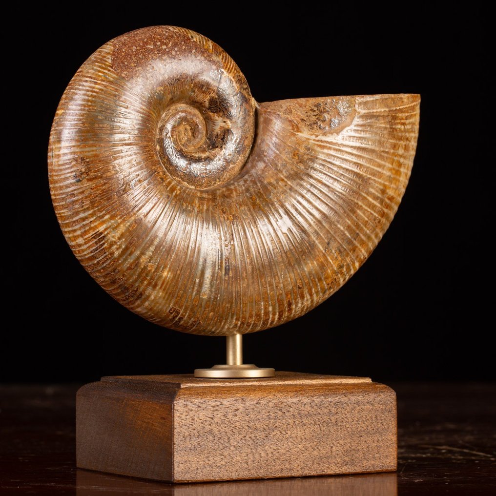 Vakker ammonittfossil Lytoceras Fossil skjell - Museo Grade - Høyde: 215 mm - Bredde: 210 mm- 2600 g #3.2