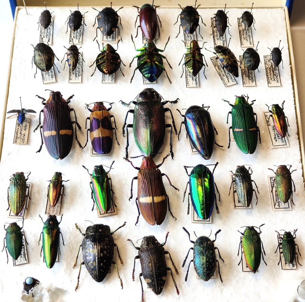 Polybrothis / Steraspis / Buprestidae Taxidermie-Ganzkörpermontage - Box with 36 specimens - 6.5 cm - 20 cm - 24 cm - 36 #2.1
