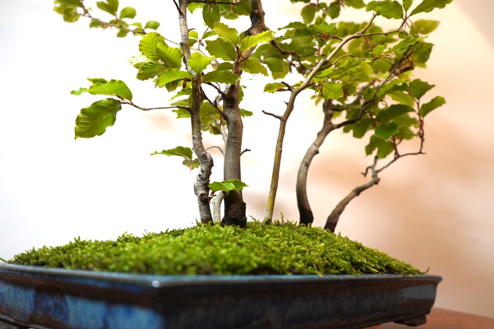 Bonsai buk (fagus) - Wysokość (drzewko): 77 cm - Głębokość (drzewko): 68 cm - Japonia #3.2