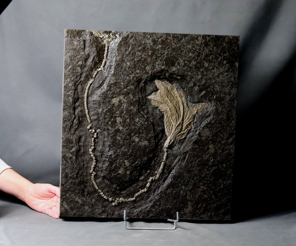 Bellissimo crinoide con gambo lungo - Animale fossilizzato - Seirocrinus subangularis - 46.5 cm - 43.5 cm #1.1