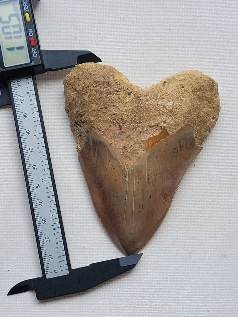 Megalodon - Skamieniały ząb - 11 cm - 8.8 cm #2.1