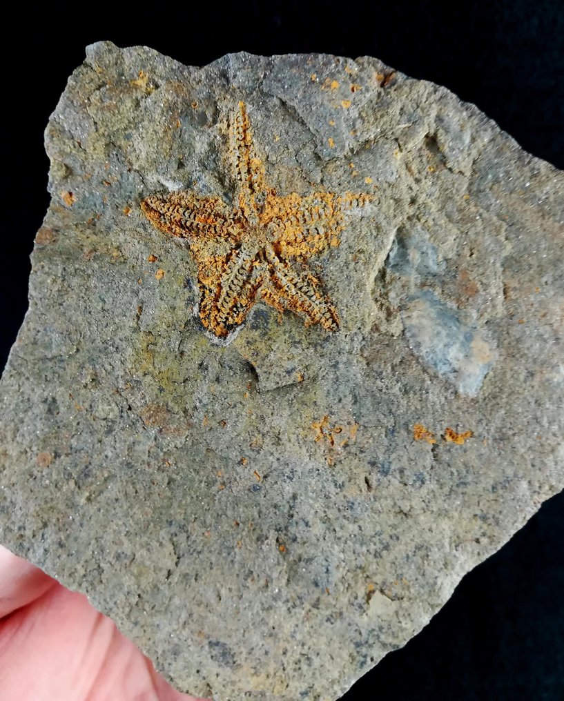Spektakulär sjöstjärna - Fossiliserat djur - Siluraster perfectus (Jaekel, 1903) - 10.5 cm - 10.5 cm #1.1