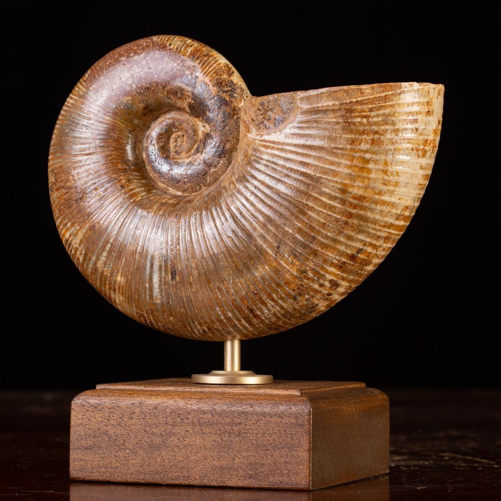 Vakker ammonittfossil Lytoceras Fossil skjell - Museo Grade - Høyde: 215 mm - Bredde: 210 mm- 2600 g #2.1