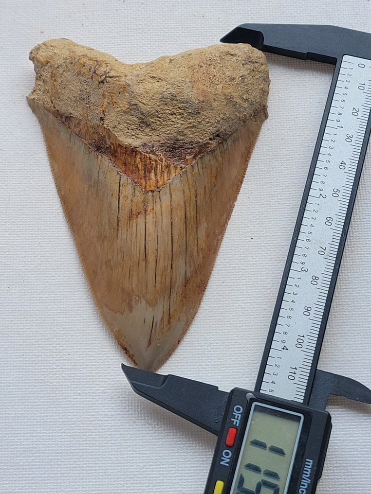 Megalodón - Diente fósil - 11.9 cm - 8 cm #2.1