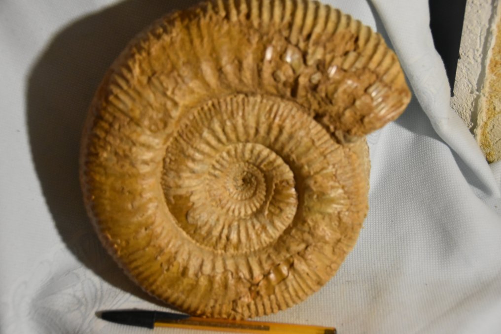 Amonites - Animal fosilizado - grande Stéphanoceras umbilicum bajocien de Caen - 220 mm - 220 mm #2.1