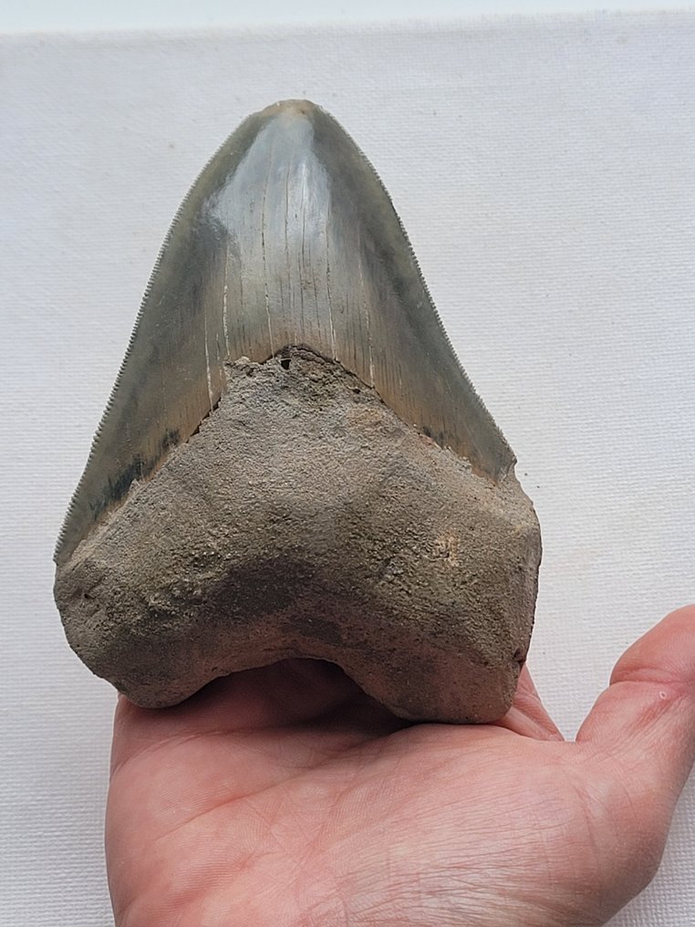 Megalodon - Fossil tooth #1.1