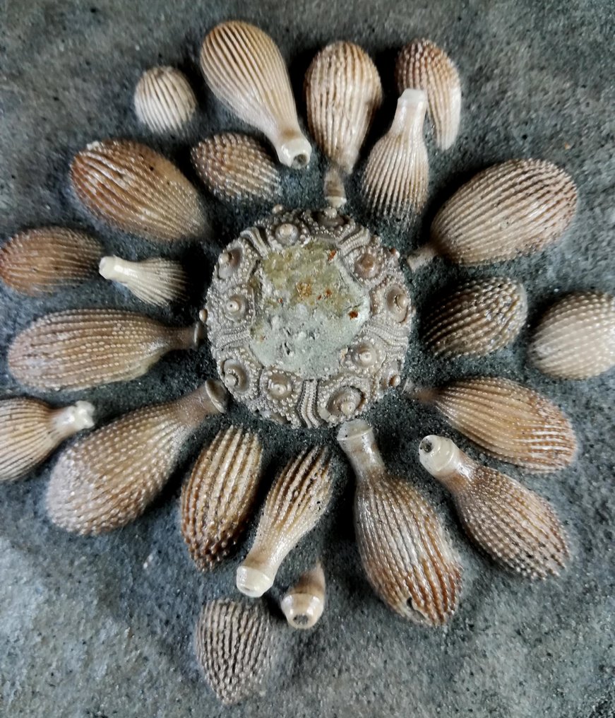Sea Urchin - Fossilised animal - Balanocidaris glandifera (MÜNSTER, 1829) - 26 cm - 16 cm #2.1
