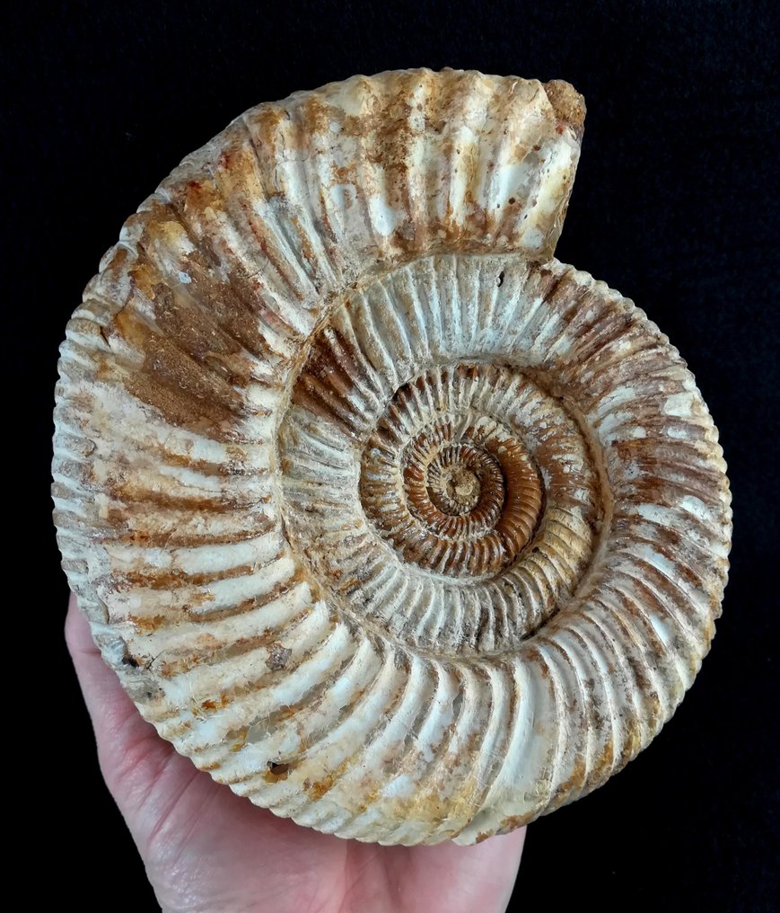 Ammoniitti - Kivettynyt eläin - Dichotomosphinctes  antecedens (Salfeld, 1914) - 18.8 cm - 16.5 cm #1.1
