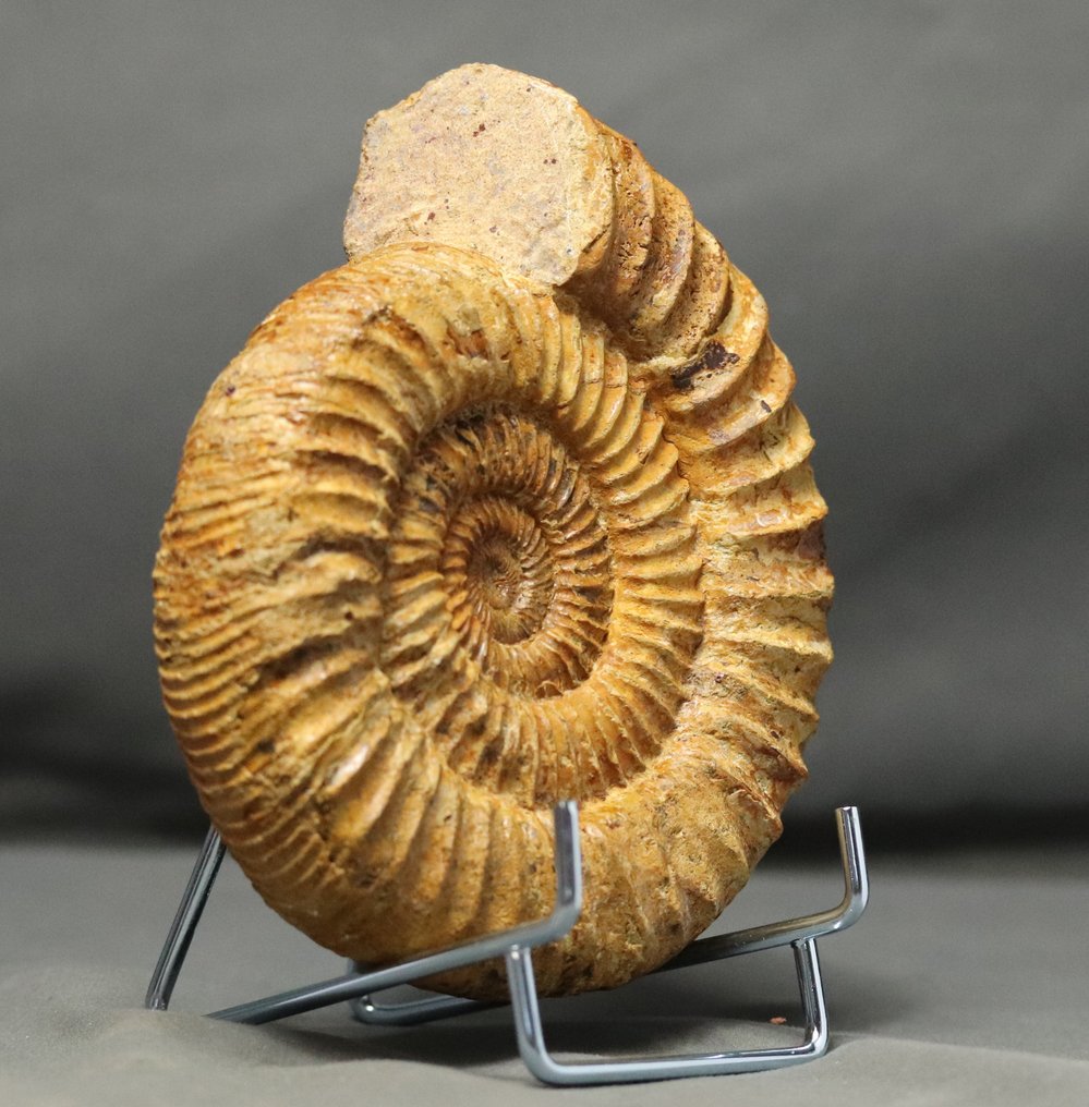 Finom ammonit, szép tartósítással - Nem polírozott - Elegáns acél állványon - Fosszilizálódott állat - Kranaosphinctes (Pachyplanulites) subevolutus - 15 cm #3.2