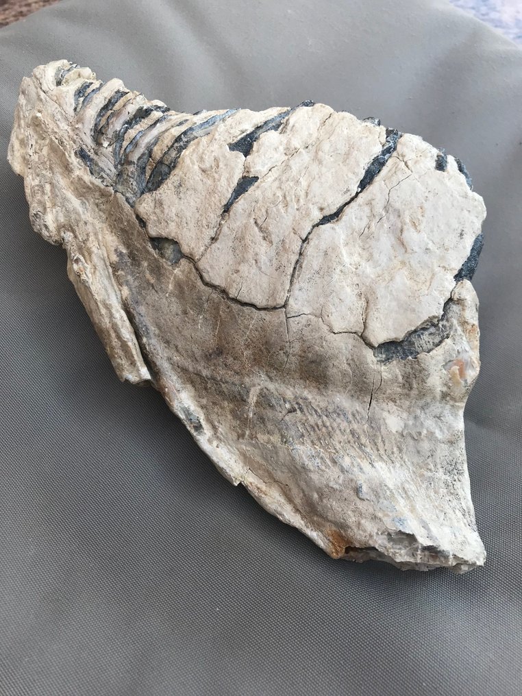 mammut - Fossil tand - 24 cm - 15 cm #1.2
