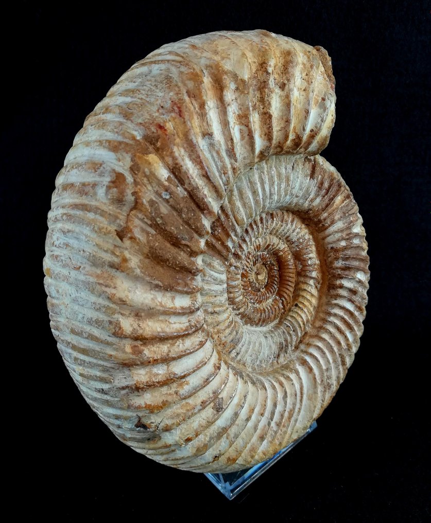 Ammoniitti - Kivettynyt eläin - Dichotomosphinctes  antecedens (Salfeld, 1914) - 18.8 cm - 16.5 cm #2.1