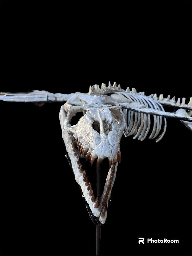 Mosasaur - Fossilt skelet - 180 cm - 100 cm #1.1
