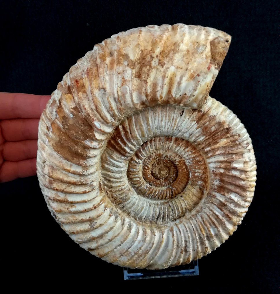 Ammonite - Fosszilizálódott állat - Dichotomosphinctes  antecedens (Salfeld, 1914) - 18.8 cm - 16.5 cm #1.3