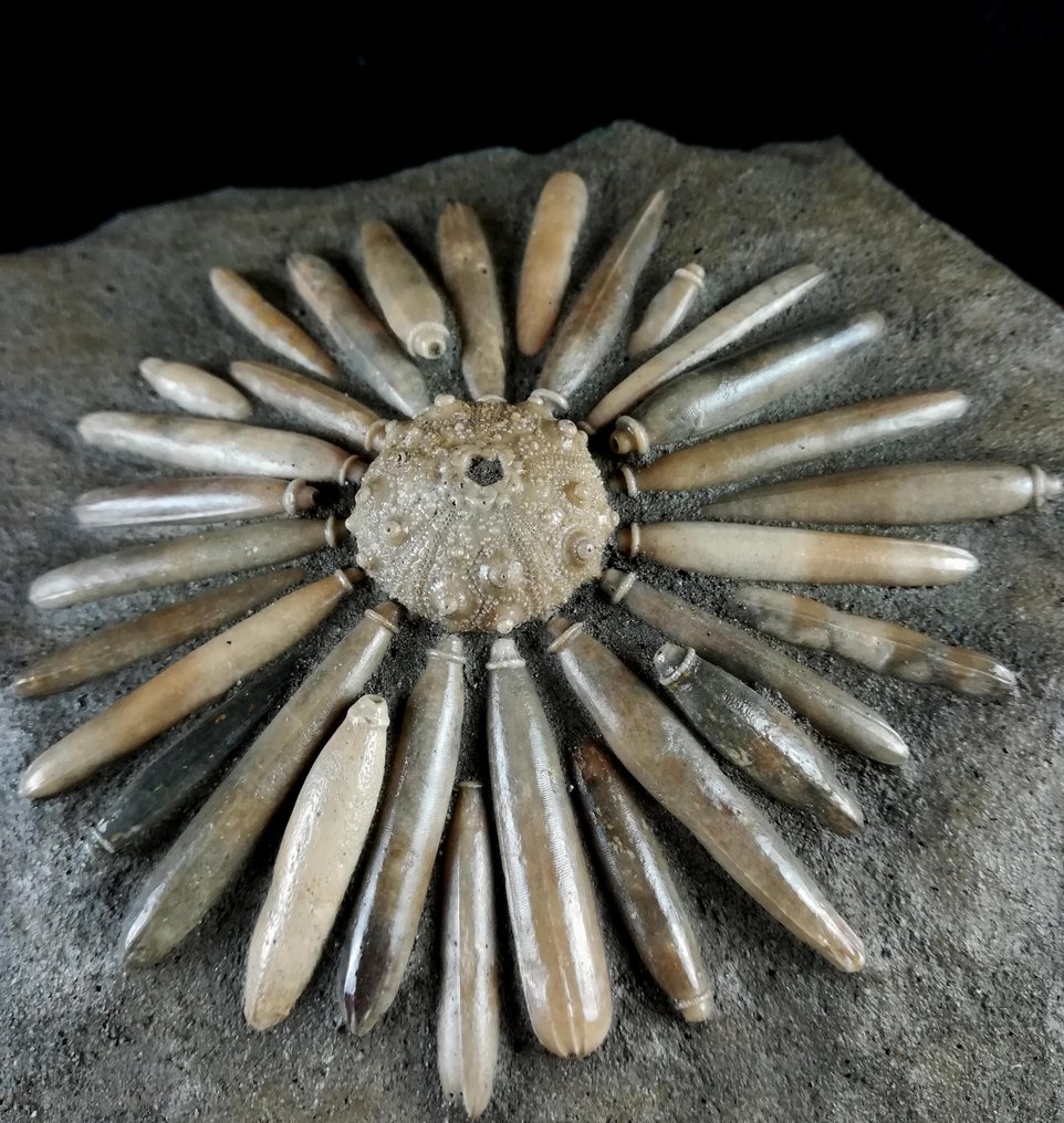 海胆 - 动物化石 - Asterocidaris bistriata (PERON & GAUTHIER, 1903) - 20 cm - 11 cm #1.1