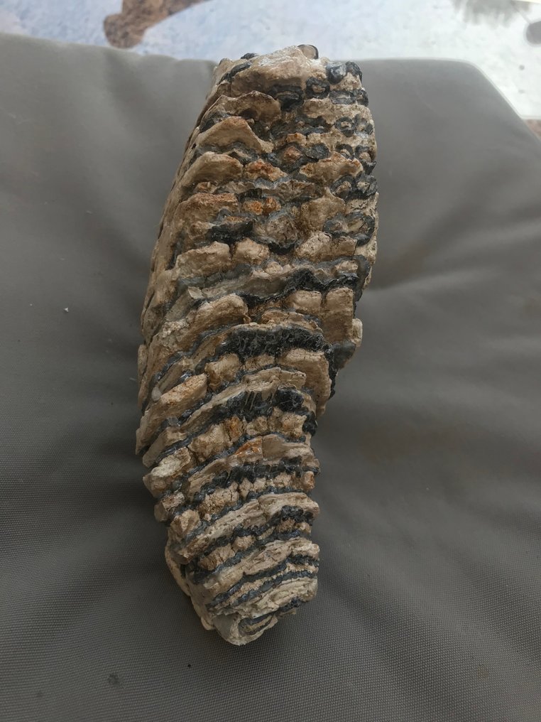 mammut - Fossil tand - 24 cm - 15 cm #3.1