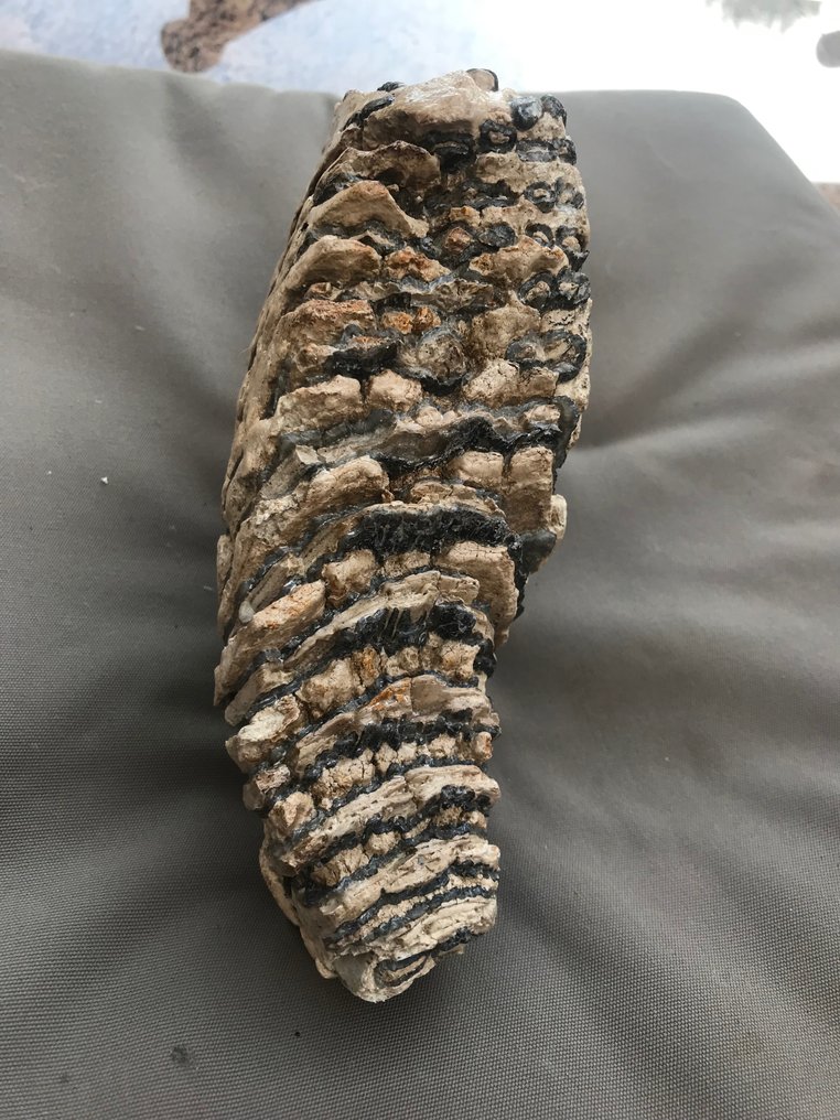 mammut - Fossil tand - 24 cm - 15 cm #3.2