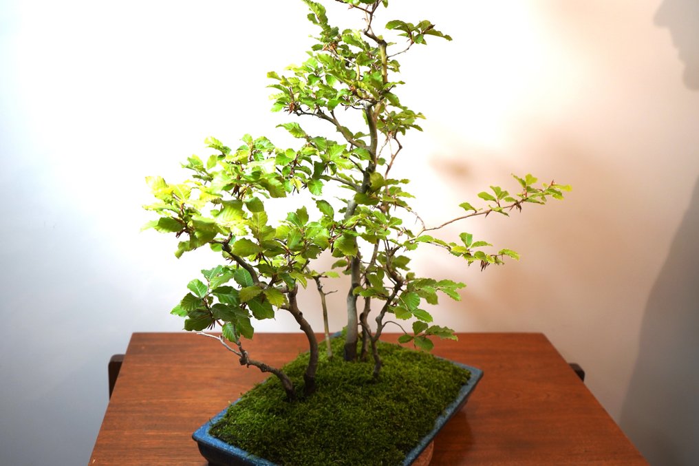 Bonsai buk (fagus) - Wysokość (drzewko): 77 cm - Głębokość (drzewko): 68 cm - Japonia #2.2