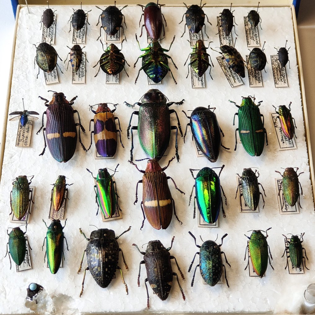 Polybrothis / Steraspis / Buprestidae Taxidermie-Ganzkörpermontage - Box with 36 specimens - 6.5 cm - 20 cm - 24 cm - 36 #1.2
