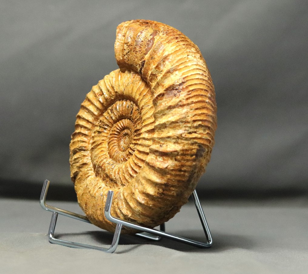 Ammonite fine de belle conservation - Non polie - Sur élégant support en acier - Animal fossilisé - Kranaosphinctes (Pachyplanulites) subevolutus - 15 cm #2.2