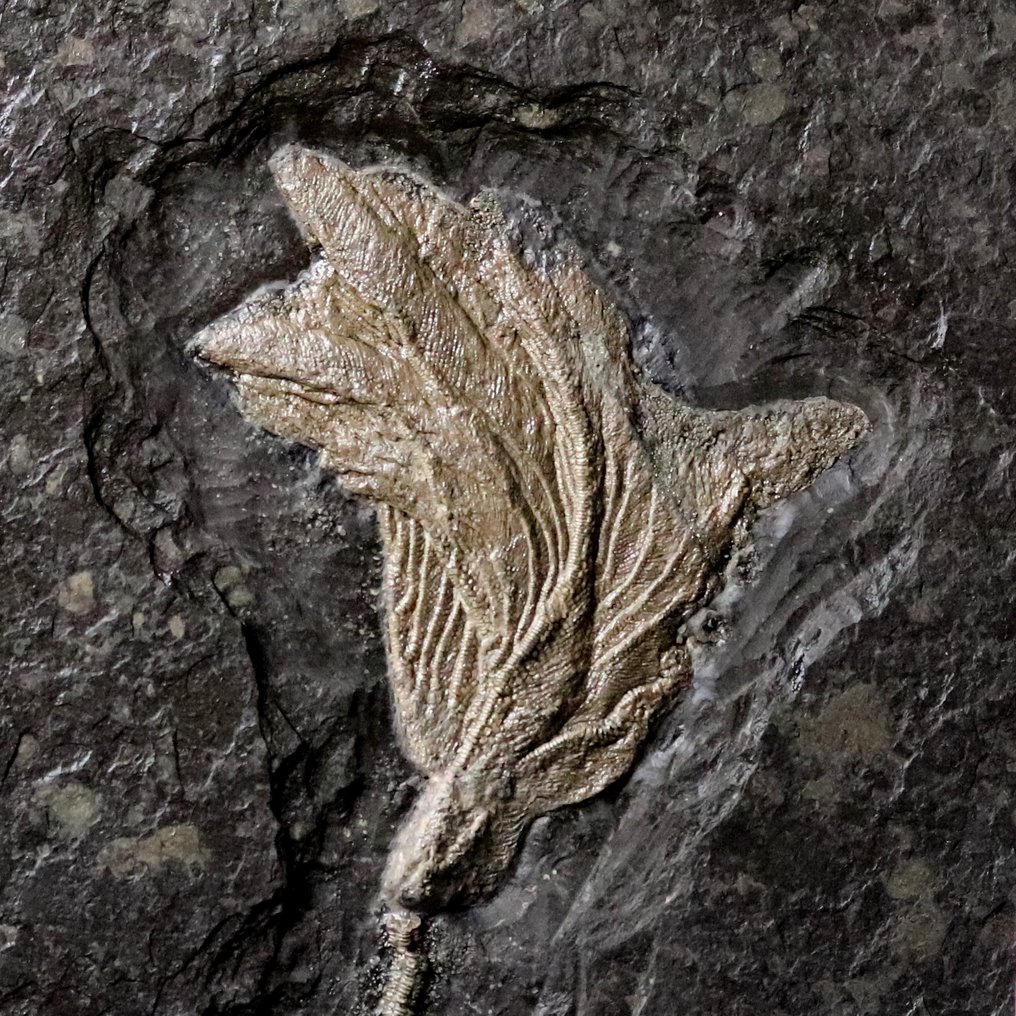 Hermoso crinoideo con tallo largo. - Animal fosilizado - Seirocrinus subangularis - 46.5 cm - 43.5 cm #3.1