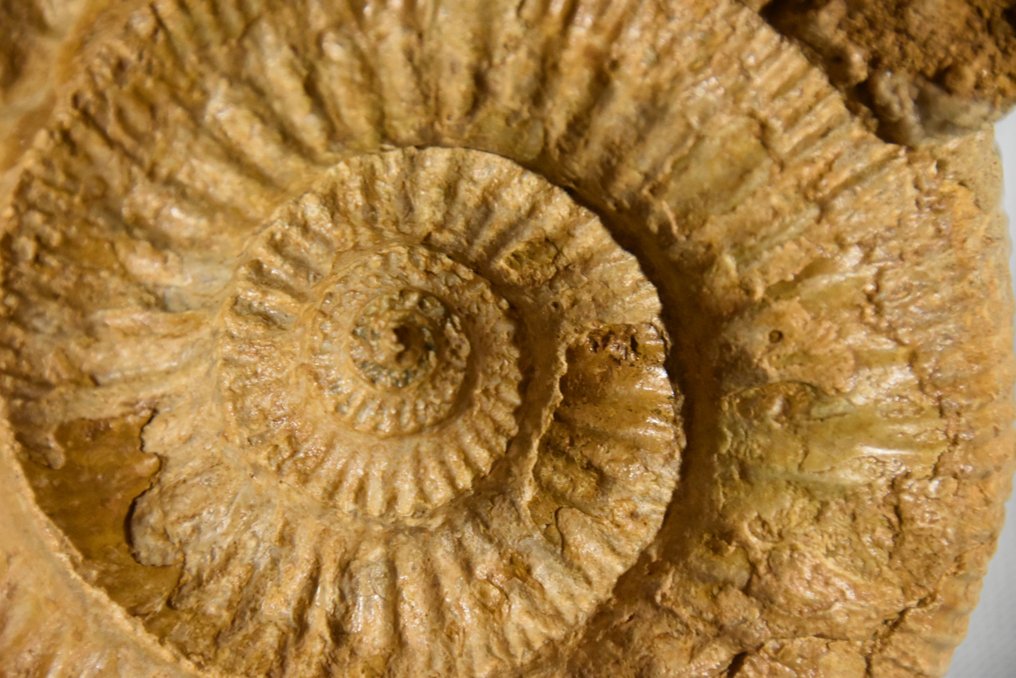 Ammonite - Animal fossilisé - grande Stéphanoceras umbilicum bajocien de Caen - 220 mm - 220 mm #3.1
